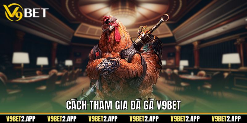Cách tham gia đá gà v9bet