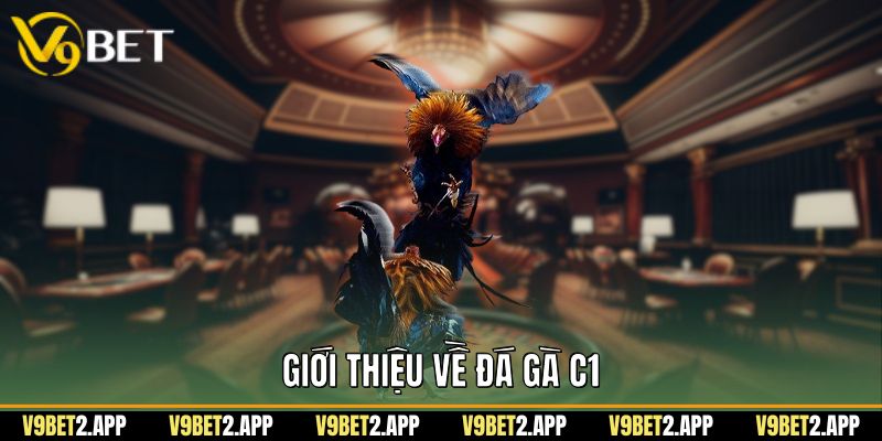 Giới thiệu về đá gà C1