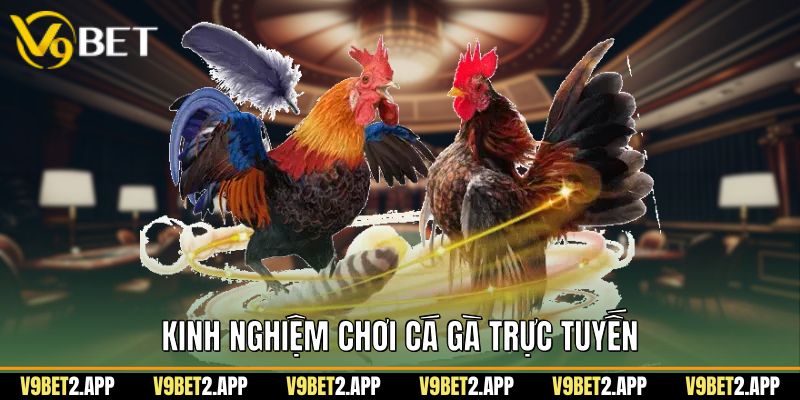 Kinh nghiệm chơi cá gà trực tuyến