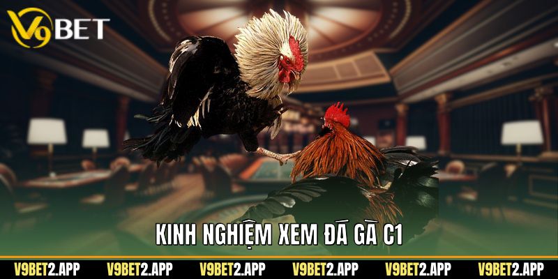 Kinh nghiệm xem đá gà C1