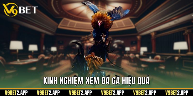 Kinh nghiệm xem đá gà hiệu quả