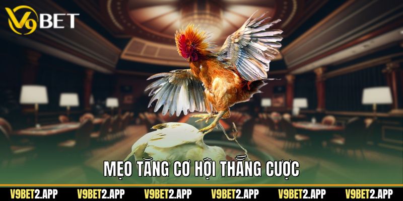 Mẹo tăng cơ hội thắng cược