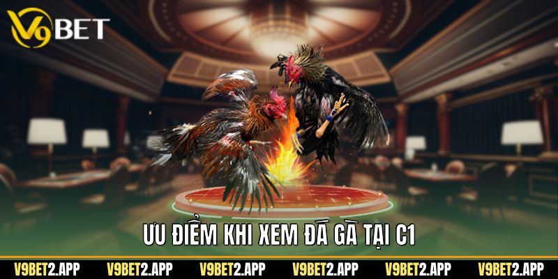 Ưu điểm khi xem đá gà tại C1