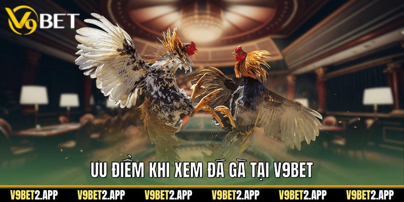 Ưu điểm khi xem đá gà tại V9Bet